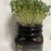 Do It Like Drew <br />Hydro Grow Kits - Image 2